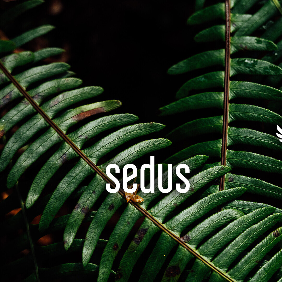 Close-up of green fern leaves with the white logos of Sedus and Wilderness International overlaid