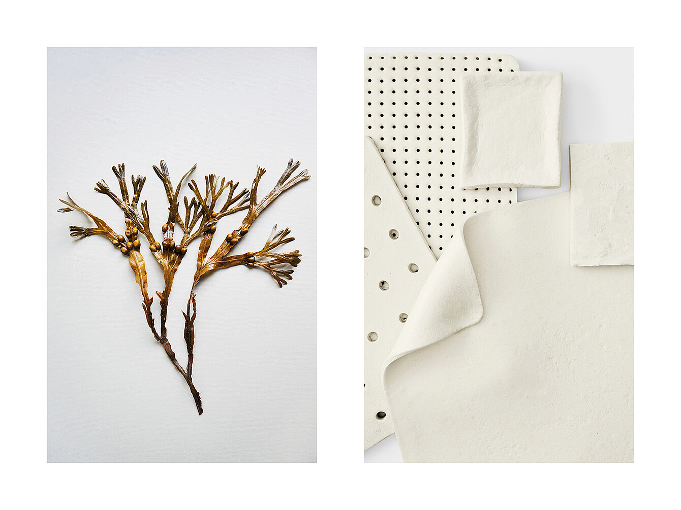 Left side shows a dried seaweed branch with multiple thin, branching stems; right side shows several pieces of off-white fabric with different textures and perforations arranged flat