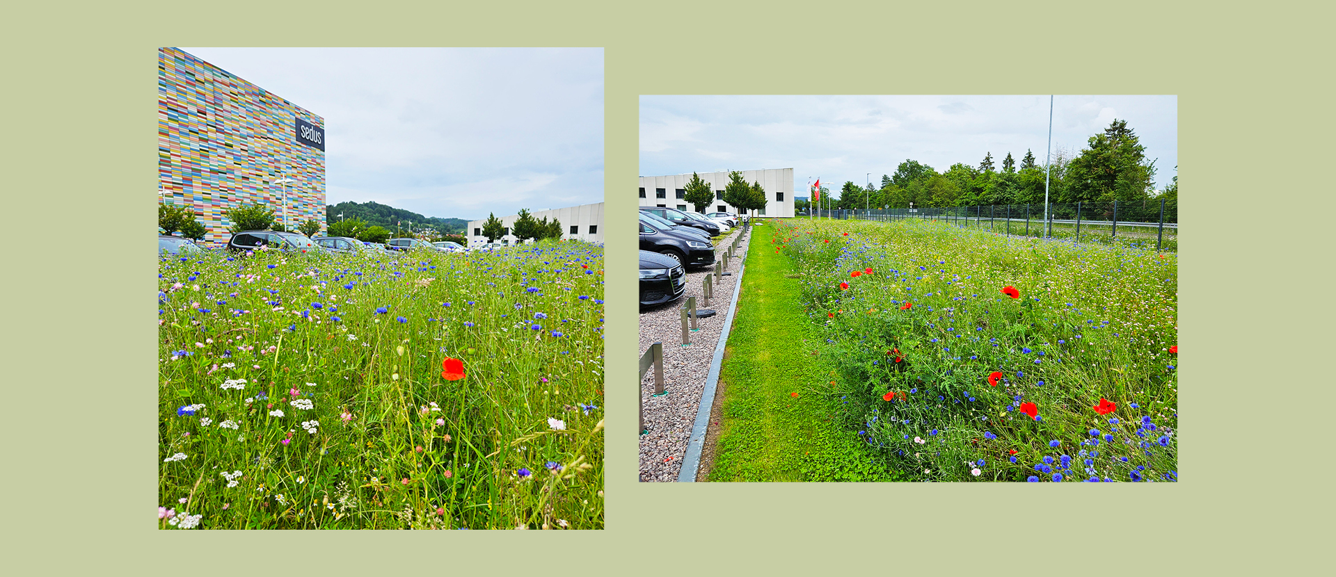 Un avenir florissant – comment Sedus allie technologie et nature